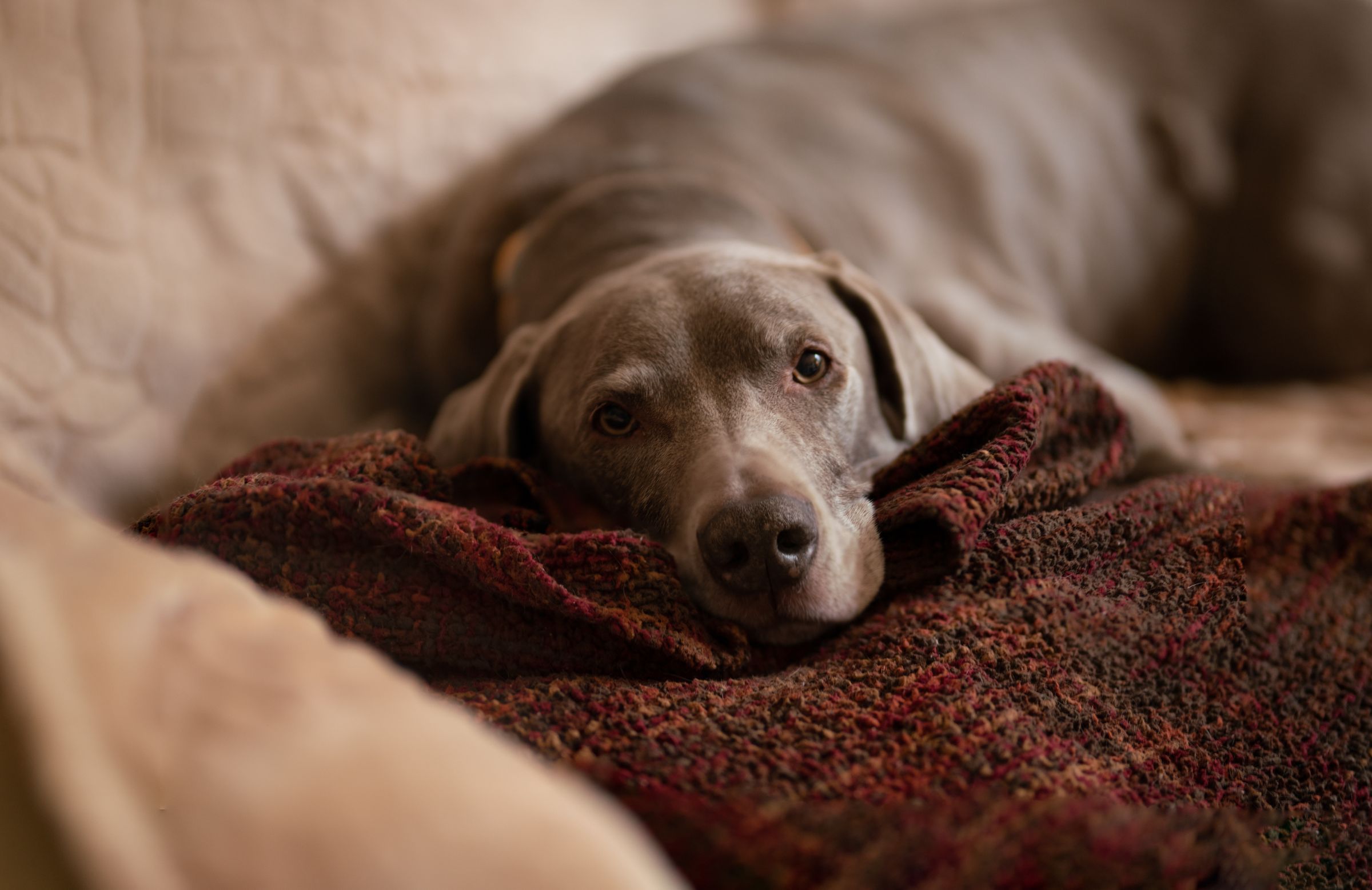 Chocolate lab resting their head on a red blanket sitting on a couch