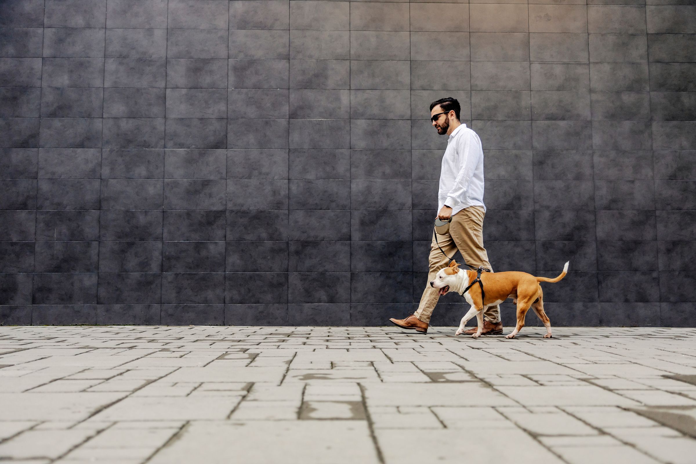 Full length of a businessman dressed smart casual walking his dog and passing by the gray wall. Businessman walking Stafford