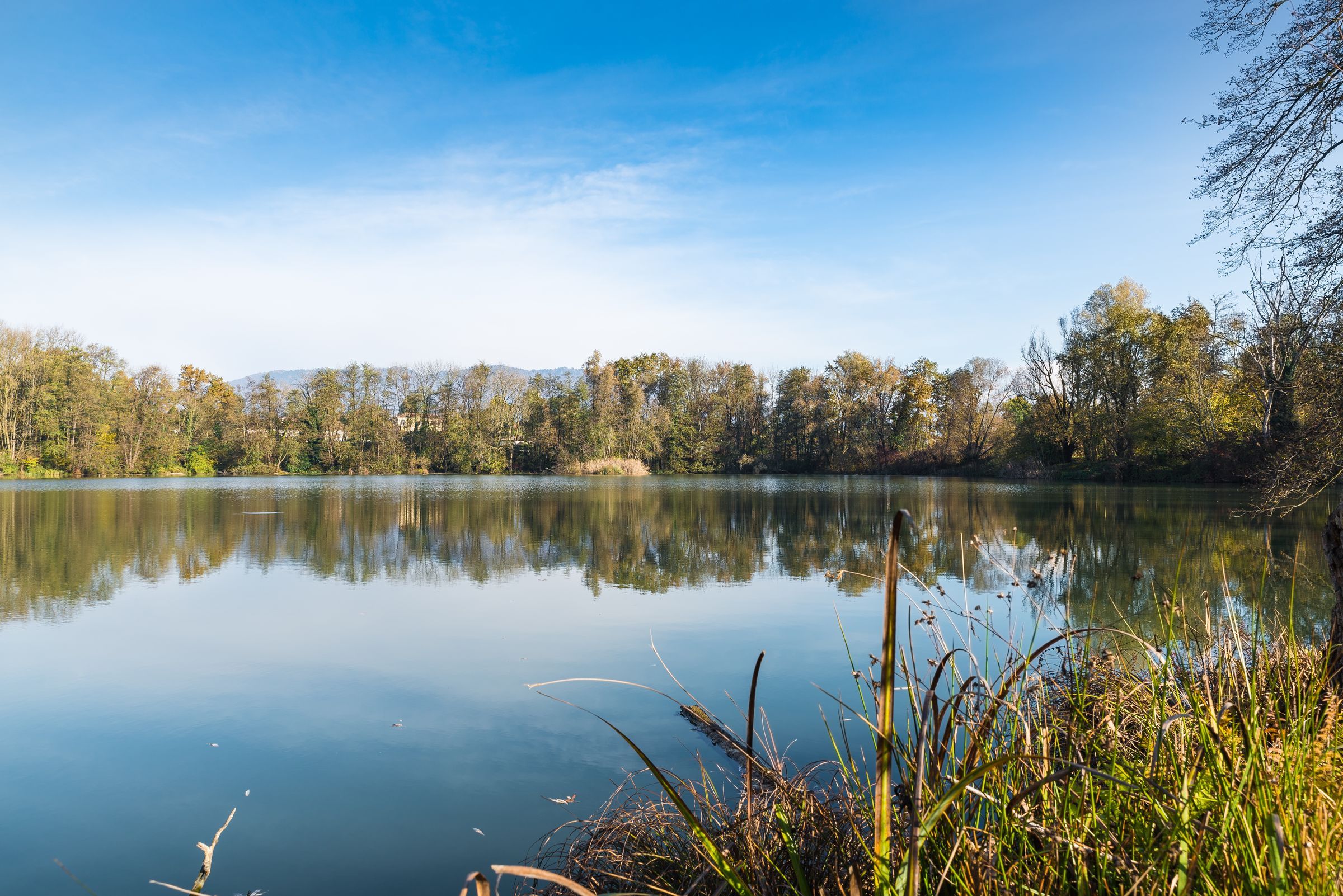 Meridian apartments neighborhood view of lake with reeds in the foreground